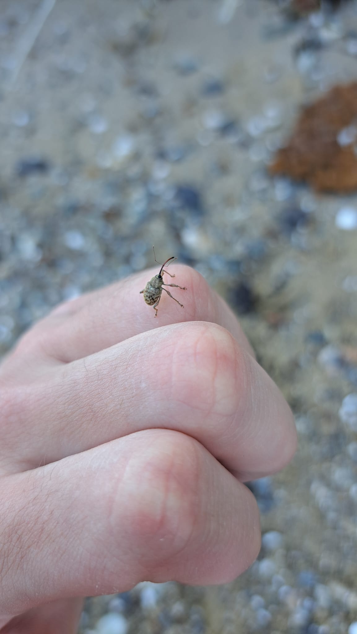 Curculio nucum